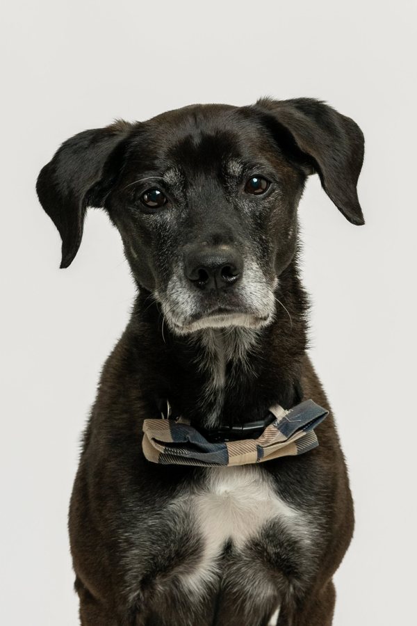 Portrait of Beaux, Lab Tester