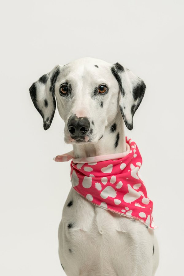 Portrait of Indie, CEO Special Assistant